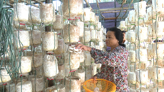 Nhờ trồng nấm, gia đình ông Nguyễn Bình Nhất có thu nhập ổn định, tạo công ăn việc làm cho 5 lao động.