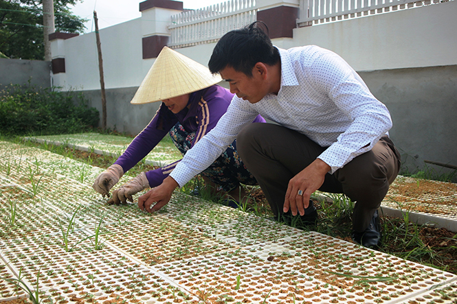 Gia đình anh Phan Văn Tiến ở xã Sơn Lộc (Bố Trạch) ươm thành công giống cây cà gai leo.