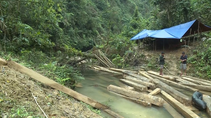 Gần 100m3 gỗ bị lâm tặc đốn hạ nằm trong rừng.
