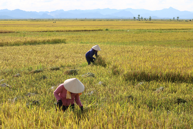 Nông dân xã Phong Thủy khẩn trương thu hoạch lúa đông xuân.