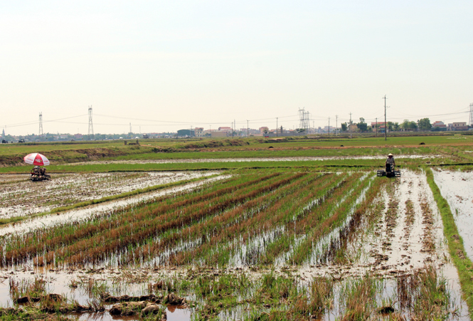 Nông dân thị xã Ba Đồn làm đất gieo lúa vụ hè-thu.