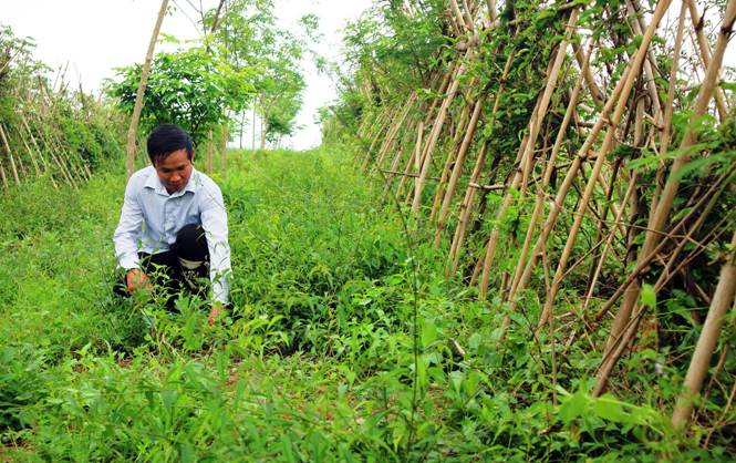 Mô hình nghiên cứu trồng thử nghiệm cây ba kích dưới tán cây cao su do anh Võ Văn Hùng ở xã Hòa Trạch (Bố Trạch) thực hiện.