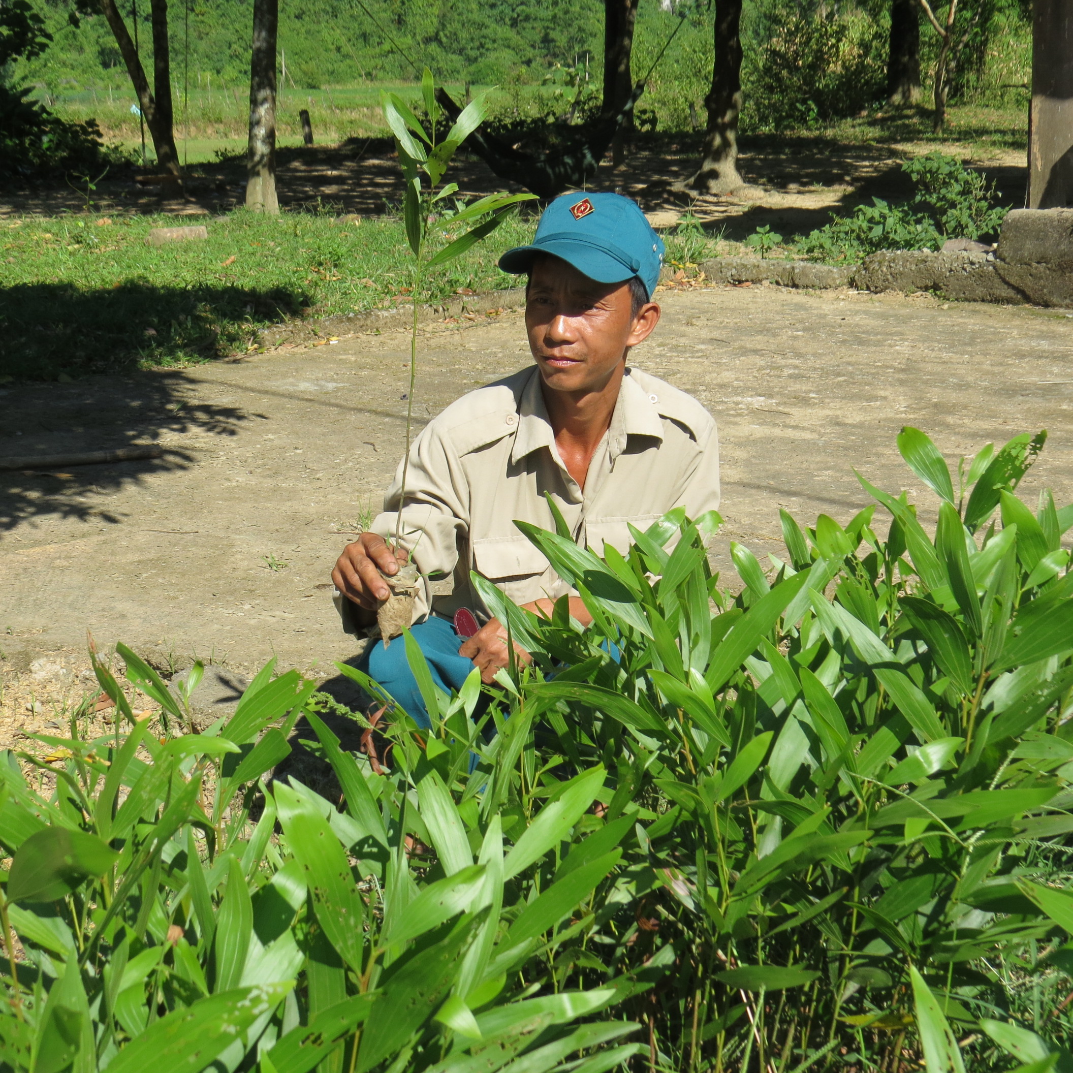 Giống cây cấy mô chất lượng mà người dân Minh Hóa sử dụng trong vụ trồng rừng năm 2018
