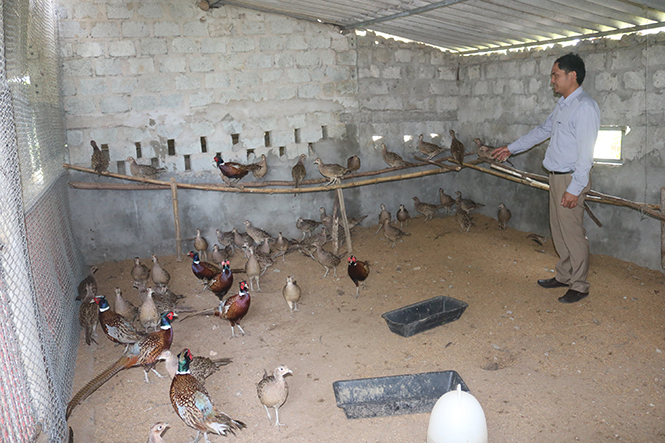 Mô hình nuôi chim trĩ của nông dân xã Quảng Châu cho hiệu quả kinh tế cao.