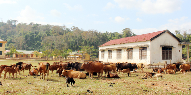 Hướng phát triển kinh tế chính của hai xã Tân Trạch và Thượng Trạch là tập trung chăn nuôi, trong đó trâu, bò là con nuôi chủ lực.