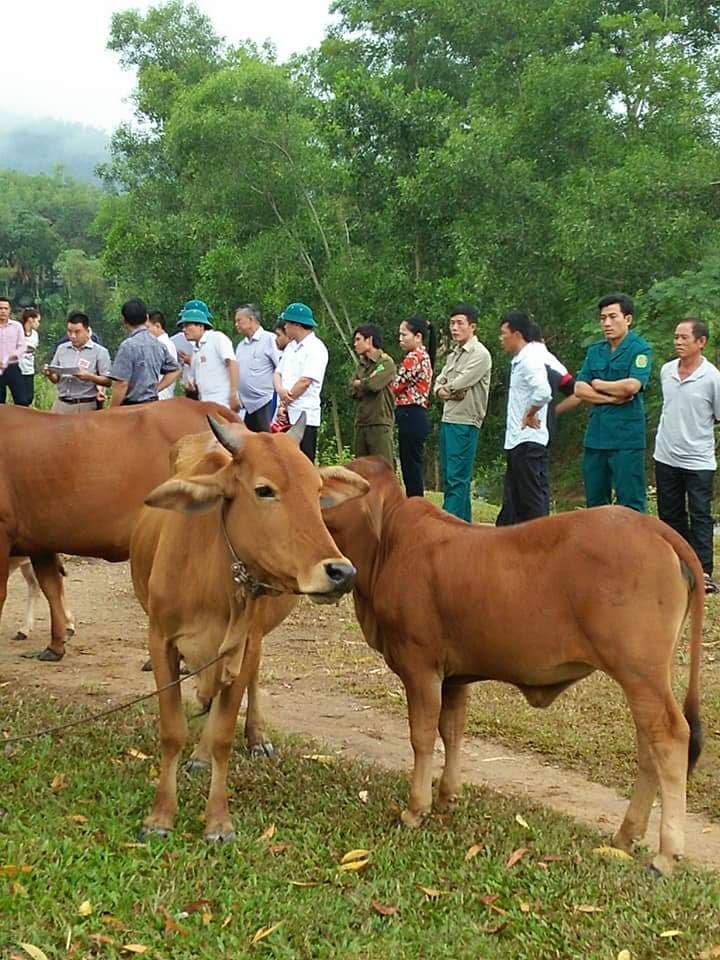 Hội thi nông dân chăn nuôi bò lai giỏi