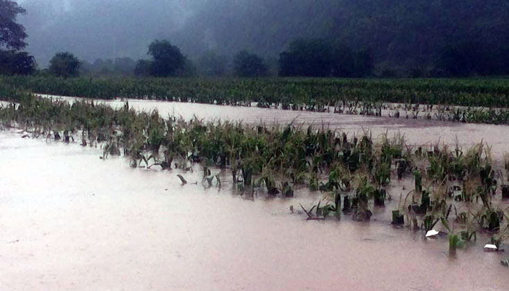 Xã Trường Sơn: Gần 80 ha cây lương thực vụ hè - thu bị ngập lụt