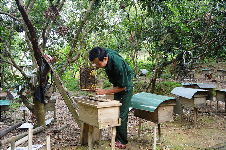 Ông Đinh Long chăm sóc đàn ong mật trong vườn nhà.