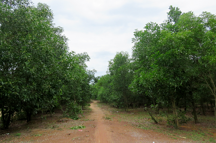 Việc UBND xã Sen Thủy không thực hiện nghiêm túc các kết luận thanh tra của UBND huyện dẫn đến việc các hộ dân tiếp tục chiếm đất trồng cây lâm nghiệp.