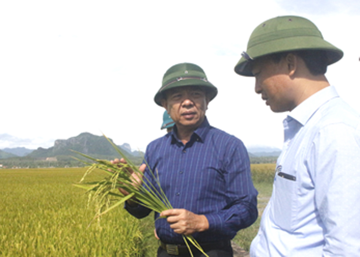 Đồng chí Chủ tịch UBND tỉnh kiểm tra tình hình sản xuất vụ Hè Thu tại xã An Ninh.
