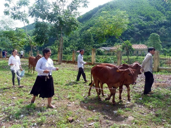 Các hộ nghèo, cận nghèo của xã Yên Lâm (Hàm Yên, Tuyên Quang) được hỗ trợ bò giống. (Ảnh minh họa: Quang Cường/TTXVN)