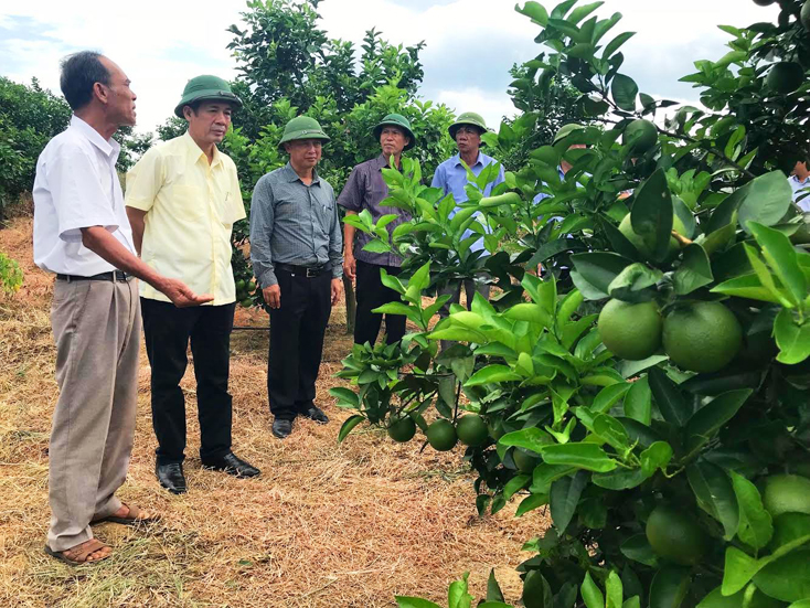  Đoàn công tác thăm vườn cam của gia đình ông Bế Văn Mai ở thị trấn Nông trường Việt Trung, huyện Bố Trạch