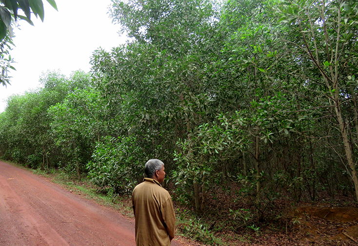 Trong khi UBND xã Sen Thủy “bất tuân” sự chỉ đạo của UBND huyện thì nhiều diện tích đất rừng bị người dân tranh nhau chiếm dụng trồng cây trái phép.     