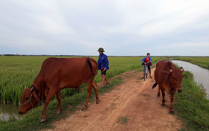 Chăn thả bò trên đồng ruộng An Ninh.