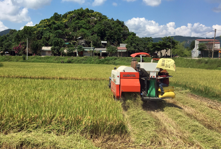 Tuyên Hóa: Khẩn trương thu hoạch lúa hè-thu