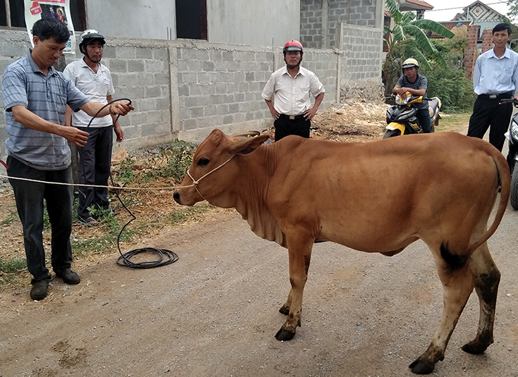 Huyện Quảng Ninh:  190 con bò giống sinh sản đã được trao cho các hộ dân