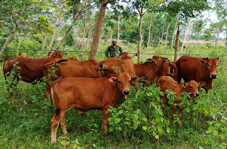 Tỷ lệ bò lai của huyện Bố Trạch đạt 51% so với tổng đàn, tăng 16% so với năm 2016.