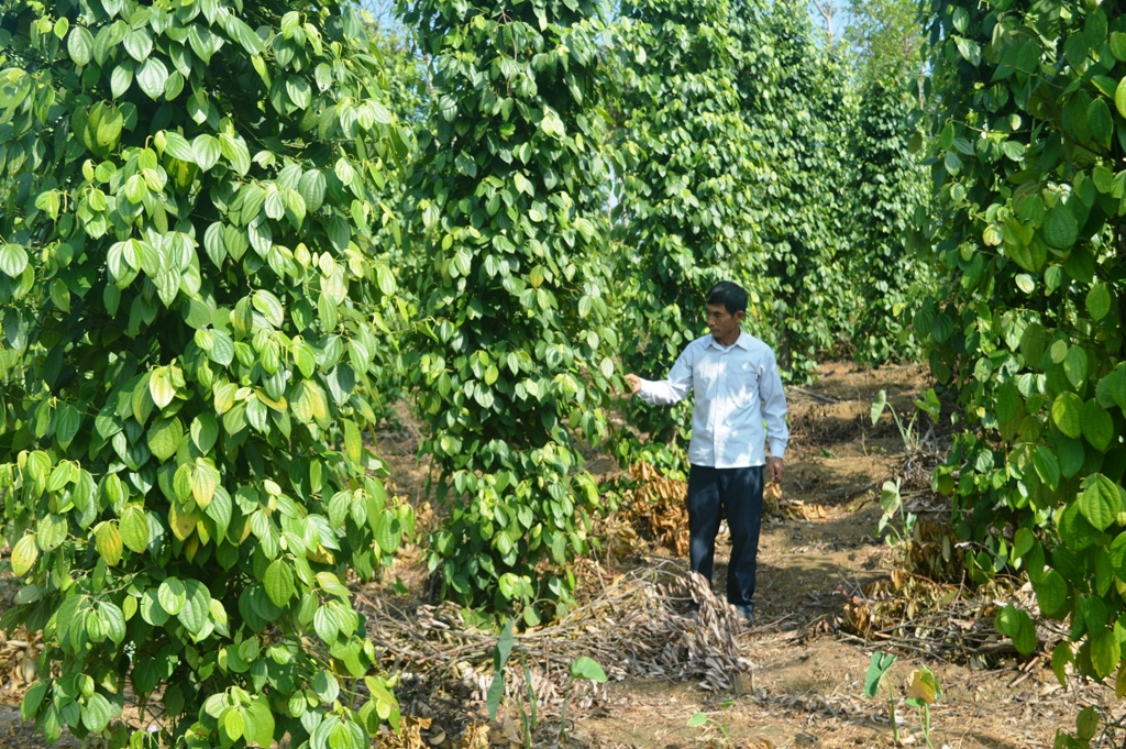 Nhờ công nghệ tưới nhỏ giọt, vườn cây hồ tiêu của ông Lê Quang Lợi phát triển nhanh, khỏe, cho năng suất cao. 