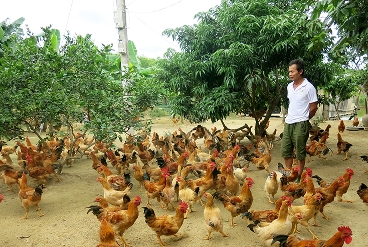 Nhờ nuôi gà, mỗi năm, gia đình anh Phan Viết Quý thu lãi ròng gần 100 triệu đồng.