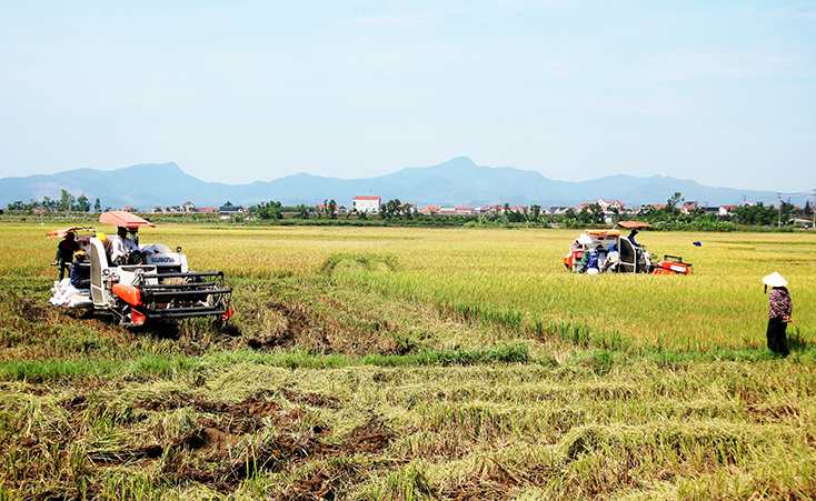 Tỉnh ta đặt mục tiêu phấn đấu đến năm 2020, khâu thu hoạch lúa đạt tỷ lệ cơ giới hoá 90%.