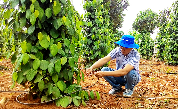 Nhiều hộ trồng tiêu ở TT.Nông trường Việt Trung (Bố trạch) đã chú trọng ứng dụng cơ giới hóa trong khâu tưới nước nhằm giảm sức lao động thủ công.   