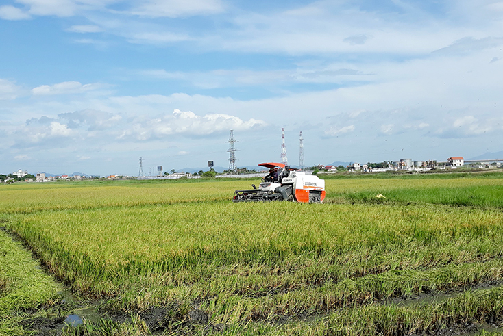Nông dân huyện Bố Trạch đang gấp rút xuống đồng, đẩy nhanh tiến độ thu hoạch lúa hè-thu năm 2018.