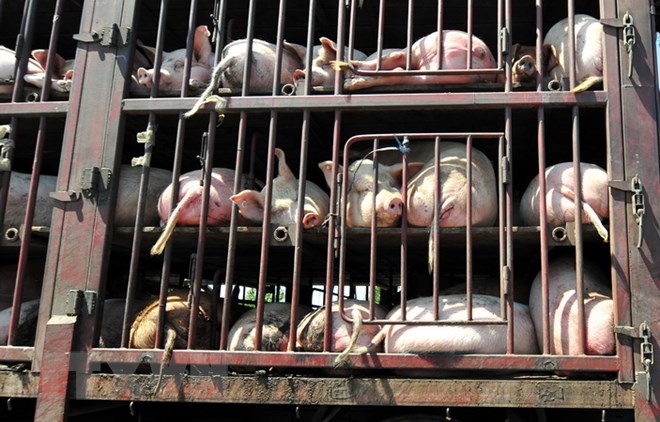 Xe tải chở lợn tại khu vực ngoại ô Bắc Kinh, Trung Quốc. (Nguồn: AFP/TTXVN)