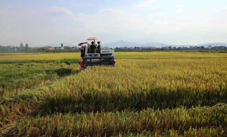 Nông dân thành phố Đồng Hới khẩn trương xuống đồng thu hoạch lúa hè-thu