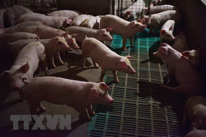 Lợn được nuôi tại trang trại ở tỉnh Hà Nam, Trung Quốc ngày 10/8. (Nguồn: AFP/ TTXVN)