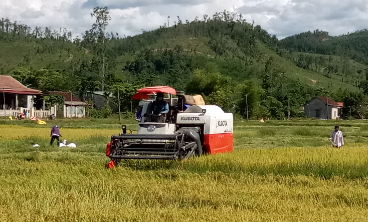 Nông dân Minh Hóa tích cực đưa cơ giới hóa vào thu hoạch lúa hè-thu.