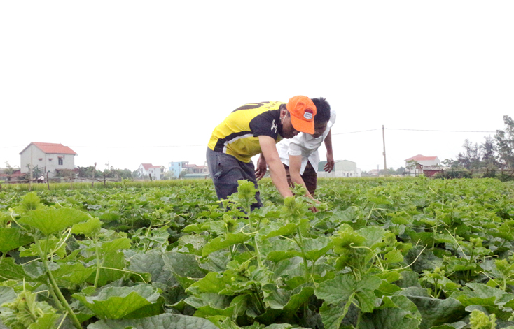 Nhiều chính sách hỗ trợ sản xuất được triển khai góp phần tạo việc làm, tăng thu nhập cho người dân huyện Quảng Ninh.