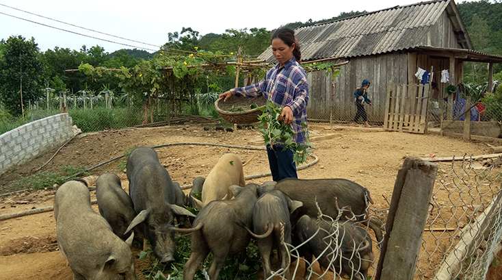 Năm 2017, nhờ nuôi lợn bản, gia đình chị Cao Thị Hà có thu nhập trên 140 triệu đồng.