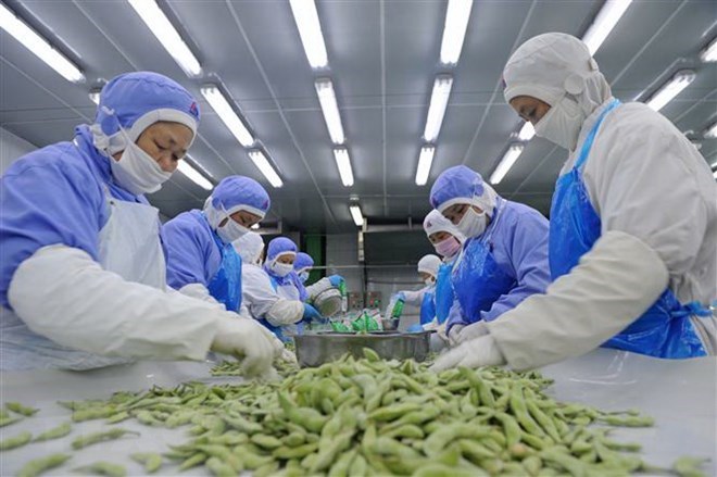 Công nhân phân loại đậu tương để đóng gói xuất khẩu ở một nhà máy thuộc tỉnh An Huy, Trung Quốc. (Nguồn: AFP/TTXVN)