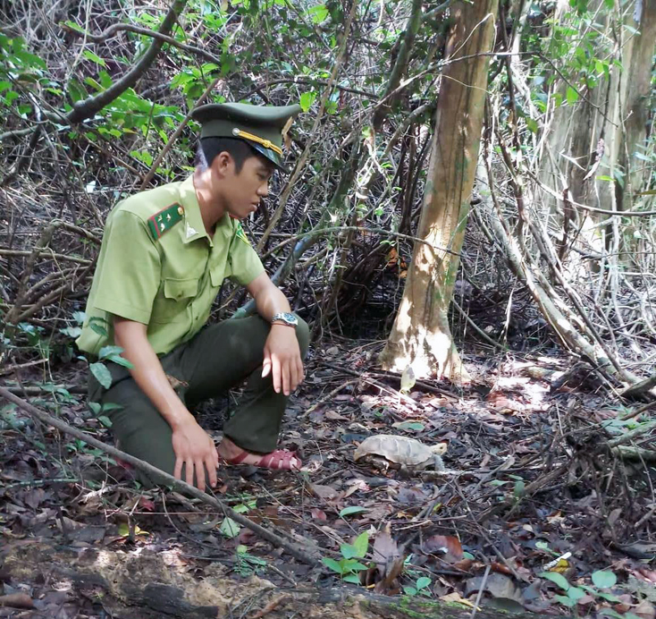 Lực lượng kiểm lâm VQG PN-KB tiến hành thả các cá thể động vật hoang dã về môi trường tự nhiên.