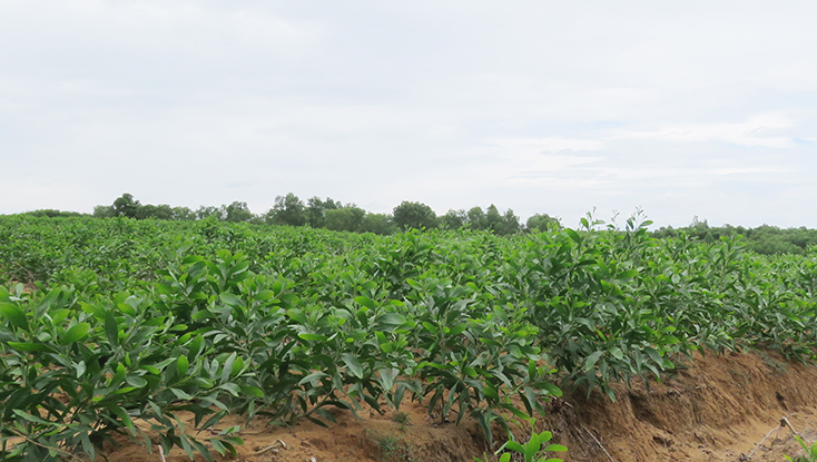 Từ việc UBND xã Sen Thủy “bất tuân” sự chỉ đạo của UBND huyện Lệ Thủy đã dẫn đến nhiều diện tích đất rừng ở địa phương bị người dân chiếm dụng và trồng cây trái phép.