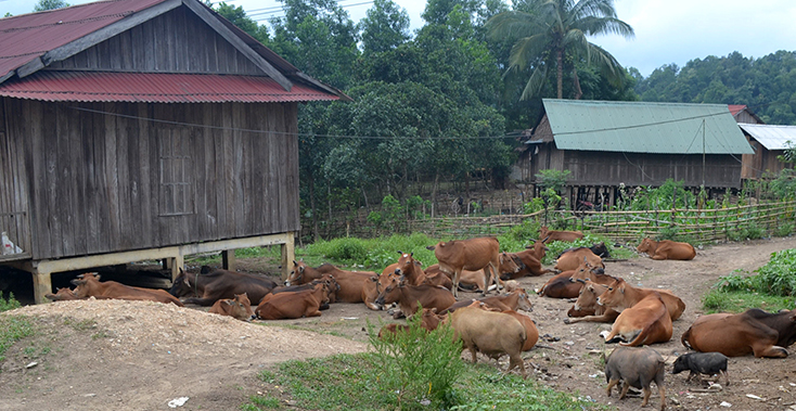 Chăn nuôi gia súc là một trong những thế mạnh trong phát triển kinh tế của người dân huyện Minh Hóa.