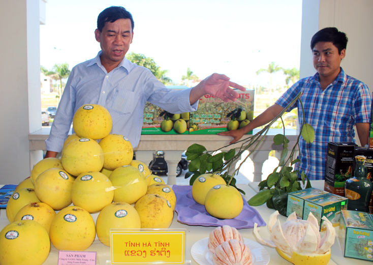 Bưới Phúc Trạch, sản phẩm nông nghiệp nổi tiếng của Hà Tĩnh.