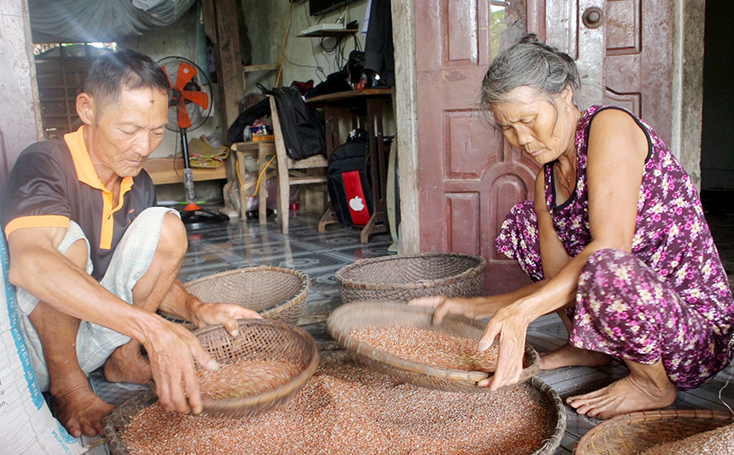 Sản phẩm gạo Nước Hai (gạo đỏ) của huyện Bố Trạch được người tiêu dùng ưa chuộng.
