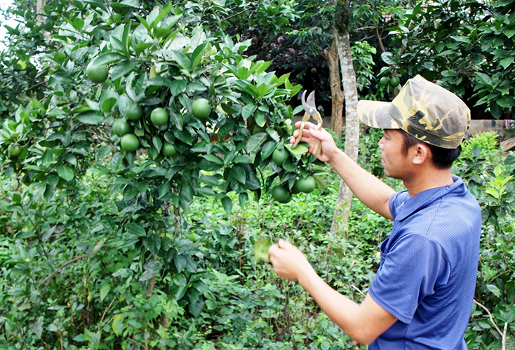Sau khi phục tráng thành công, nông dân một số địa phương đã phát triển diện tích cây cam mật Hiền Ninh.