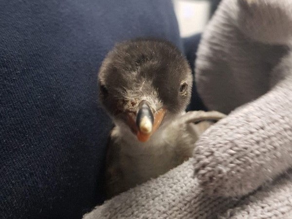 Cặp chim cánh cụt đực đầu tiên tại Australia ấp trứng thành con