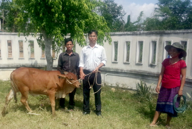Đại diện lãnh đạo Ủy ban MTTQVN huyện Bố Trạch trao bò giống cho hộ dân ở bản Khe Ngát (thị trấn Nông trường Việt Trung).