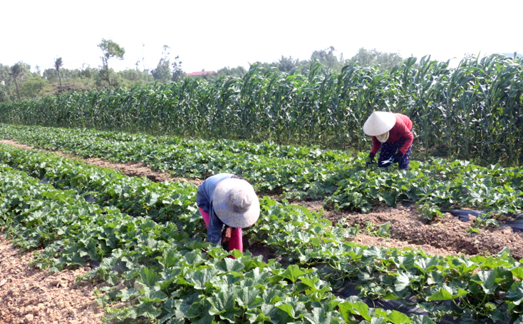 Phát triển chuỗi giá trị nông sản góp phần nâng cao thu nhập cho nông dân.