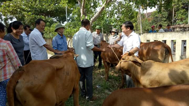 Ủy ban MTTQVN TP. Đồng Hới trao bò sinh sản cho hộ nghèo phát triển kinh tế.