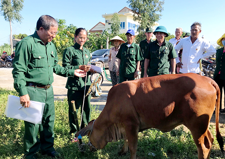 Các cấp Hội CCB tỉnh trao tặng bò giống cho hội viên CCB nghèo trên địa bàn huyện Bố Trạch.