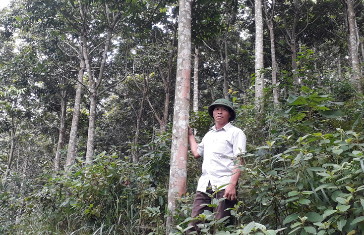 Một mô hình trồng rừng hỗn loài đem lại giá trị cao ở xã Hóa Sơn (Minh Hóa).
