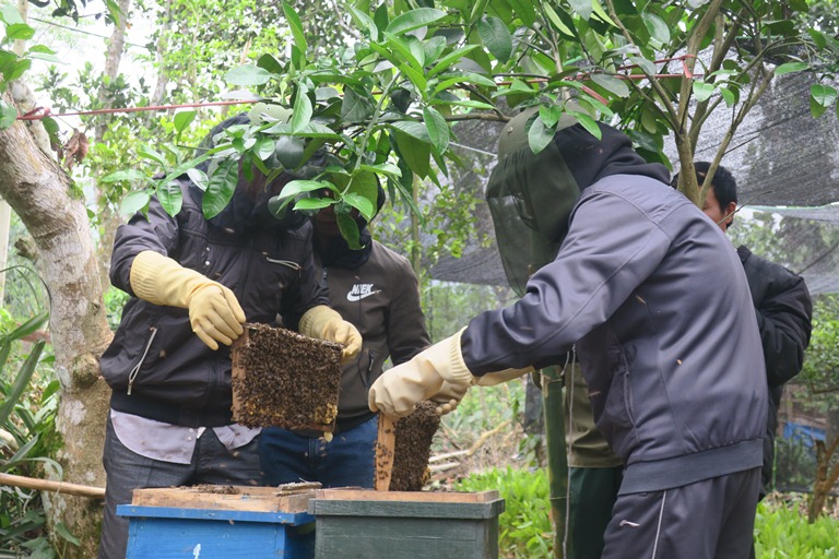 Được học nghề, nhiều nông dân ở Minh Hóa đã phát triển nuôi ong lấy mật mang lại thu nhập khá.