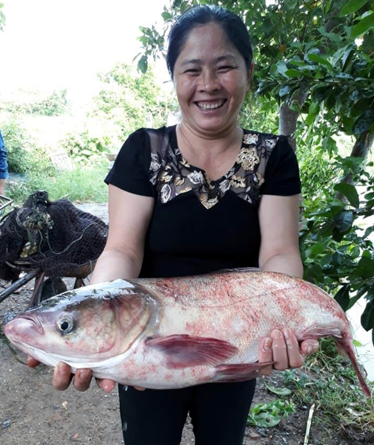 Nuôi cá mè đem lại thu nhập cao cho gia đình chị Nguyễn Thị Kim Anh ở phường Bắc Lý (TP. Đồng Hới).