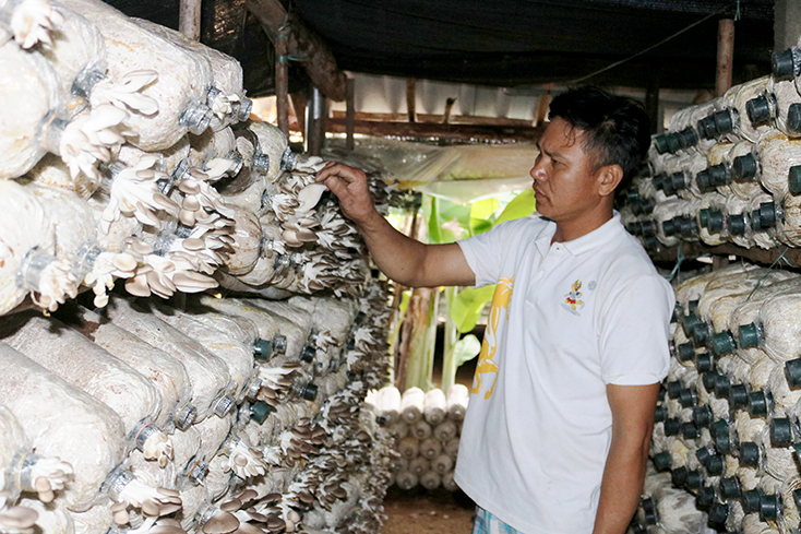 Mô hình trồng nấm sạch của anh Hồ Xuân Phước mang lại thu nhập hàng chục triệu đồng mỗi tháng.