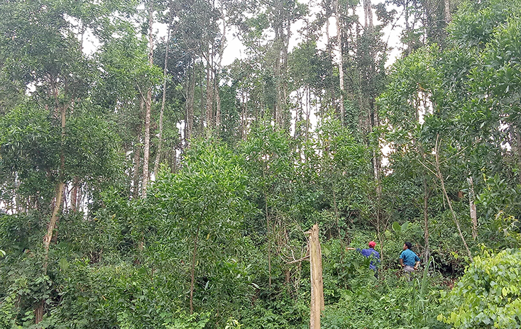 Bố Trạch:  Thực hiện giao đất rừng sản xuất và khoán bảo vệ rừng cho hộ gia đình