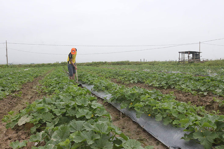 Chuyển đổi cơ cấu cây trồng ở Lương Ninh: Hiệu quả thấy rõ